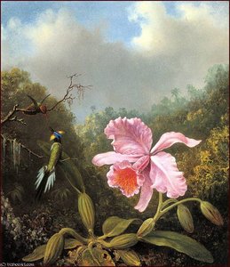 Fighting Hummingbirds With Pink Orchid — Martin Johnson Heade