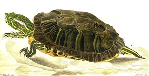 Trachemys Scripta Elegans — Karl Bodmer