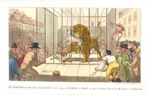 The Fight Between The Lion Wallace And The Dogs — Theodore Lane