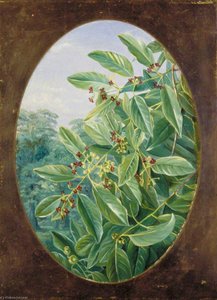 Sandal Wood Of India — Marianne North, Academic Botanical Painting