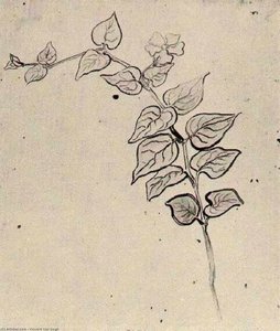 Branch With Leaves — Vincent Willem Van Gogh