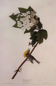 Yellow-throated Vireo — Robert Havell