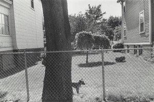 Speedy, Sheepshead Bay, Brooklyn — Thomas Roma