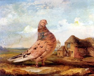 A Fancy Pigeon — James Ward