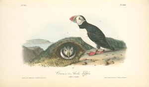 Common Or Arctic Puffin. 1. Male. 2 Female — John James Audubon