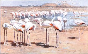 Greater Flamingo — Friedrich Wilhelm Kuhnert