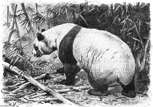 Giant Panda — Friedrich Wilhelm Kuhnert