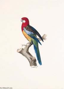 Platycercus Eximius — Jacques Barraband