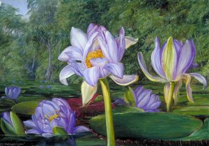 View In The Botanic Garden, Brisbane, Queensland — Marianne North, Victorian Botanical Painting