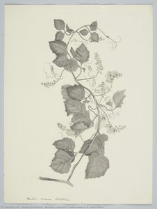 Serjania cuspidata Cambessedes in A. Saint-Hilaire