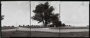 National Champion Green Ash, Michigan, 1992 — Barbara Bosworth