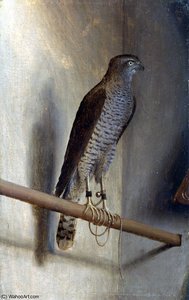A sparrowhawk