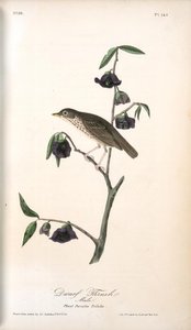 Dwarf Thrush . Male. (plant. Porcelia Triloba) — John James Audubon