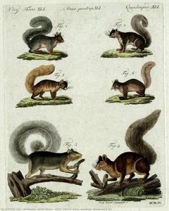 Vierf. Thiere, Anim. Quadrup, Quadruped Xli — Schmuzer, Jacob Xaver, Baroque