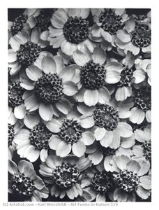 Art Forms In Nature 119 — Karl Blossfeldt