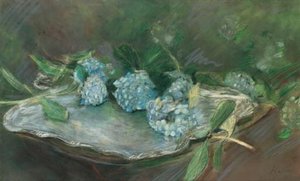 hydrangeas 1
