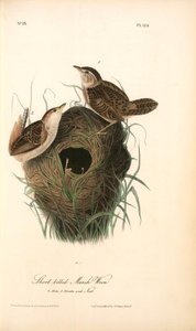 Short-billed Marsh Wren. 1. Male. 2. Female And Nest. — John James Audubon