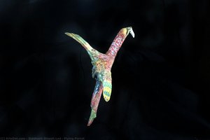 Flying Parrot — Siddhesh Dinesh Lad