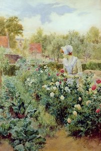 Dahlias — Alfred I Glendening