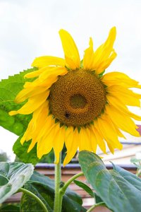 Sunflower — Alexander Nikolaevich Averin