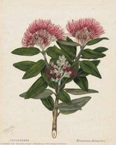 Pohutukawa - Metrosideros Tomentosa
