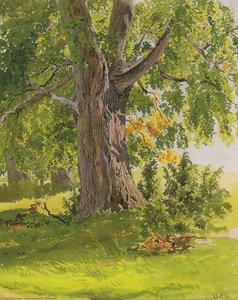Sunny Oak — Ivan Ivanovich Shishkin