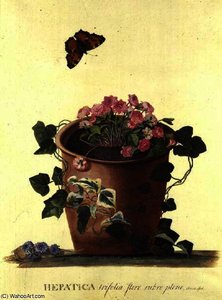 Hepatica Trifolia (nobilis) — Georg Dionysius Ehret