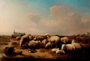 The Sheep