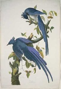 Columbia Jay — Robert Havell