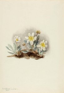 White Dryad (dryas Octopetala) — Mary Morris Vaux Walcott
