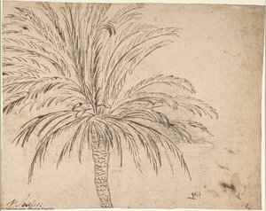 Study Of A Palm Tree — Nicolas Poussin, Impressionism