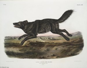 Canis Lupus, Black American Wolf. Male — John James Audubon