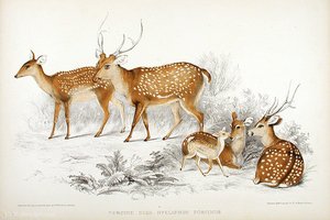 Porcine deer