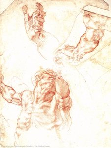 The Study Of Adam — Michelangelo Morlaiter