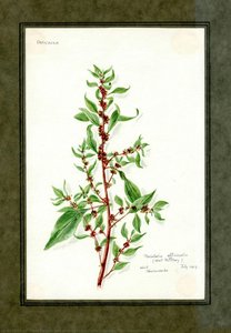 Wall pellitory of the family Urtilaceae (Parietaria officinalis)