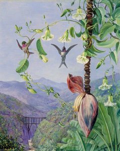 The Aqueduct Of Morro Velho, Brazil — Marianne North, Victorian Botanical Art