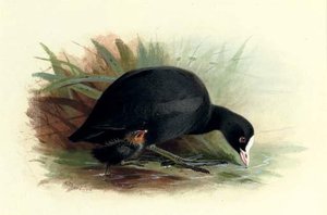 Coot, Fulica Atra — Archibald Thorburn