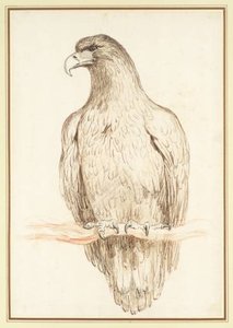 Study Of An Eagle — George Stubbs