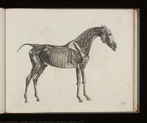 The Anatomy Of The Horse, Keynes.f.6.14 — George Stubbs, Baroque Naturalism