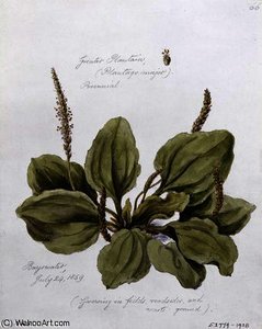 Greater Plantain, — William James Linton