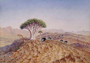 The Great Tree-aloe Of Damaraland — Thomas Baines
