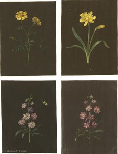 A group of four flower studies, including a daffodil and a marigold