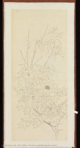 Peonies and Mountain Laurel