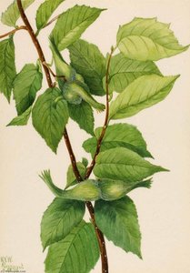 Beaked Hazelnut (corylus Rostrata) — Mary Vaux Walcott