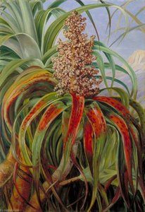 A New Zealand Dracophyllum — Marianne North, Academic Painting