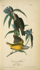 Connecticut Warbler. 1. Male. 2. Female. (gentiana Saponaria.) — John James Audubon