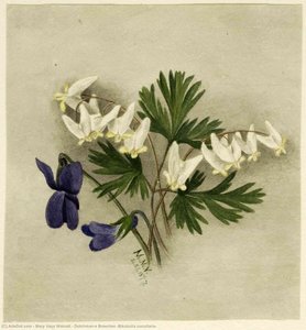 Dutchman's Breeches (bikukulla Cucullaria) — Mary Vaux Walcott