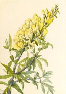 False Indigo (baptista Bructeata) — Mary Vaux Walcott, Botanical Illustration