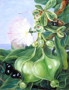 Flowers And Fruit Of Barringtonia, Borneo — Marianne North