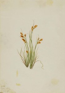 Golden Sedge (carex Aurea) — Mary Morris Vaux Walcott